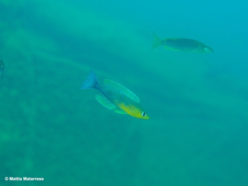 Cyprichromis sp. 'dwarf jumbo' Nondwa Point